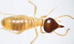 Conehead Termites