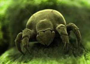 House Dust Mite extermination plan, mites prevention