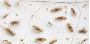 Lice – Entotox Public Health