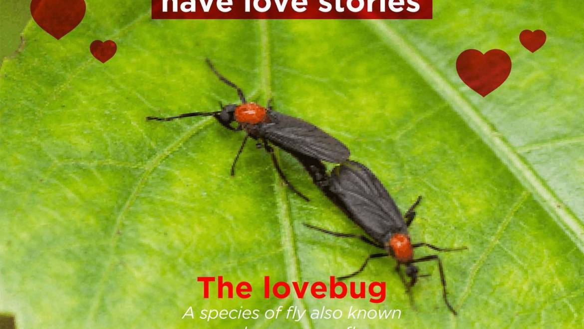 The love bugs