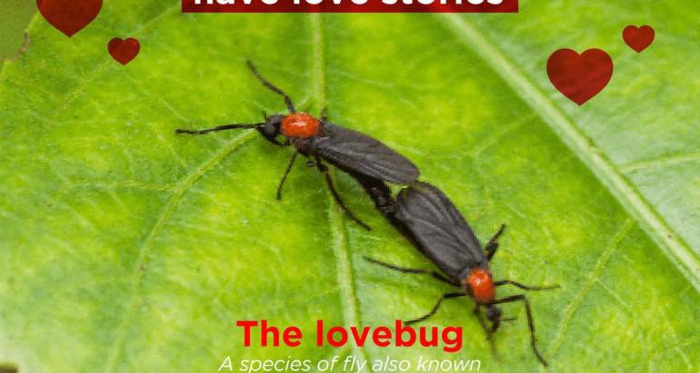 The love bugs