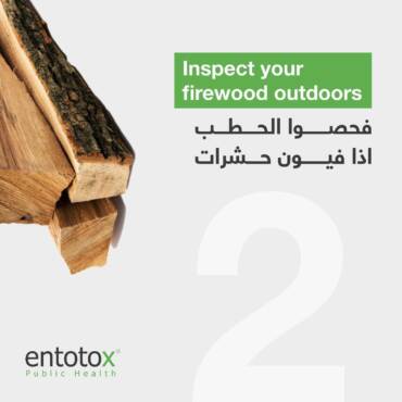 Inspect-Your-Firewood-Outdoors.jpg