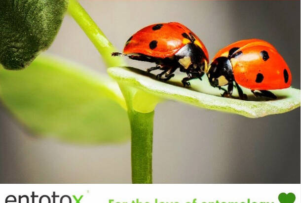For the love of entomology happy Valentine’s Day from entotox team