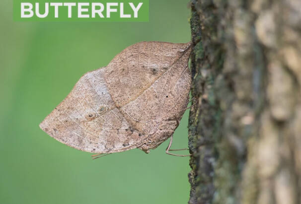 In the insect world, it’s APRIL FOOL’S Day every day! 😁 Try not be fooled!