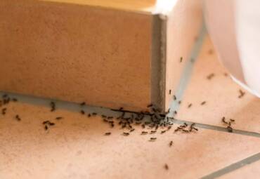 What Happens to Pests During the Winter?