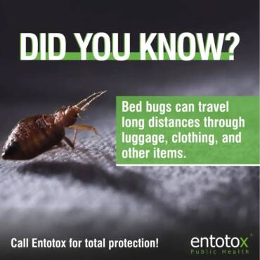 entotox-pests.jpg