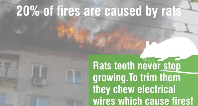 Protection against rats