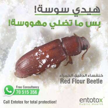 red-flour-beetle.jpg