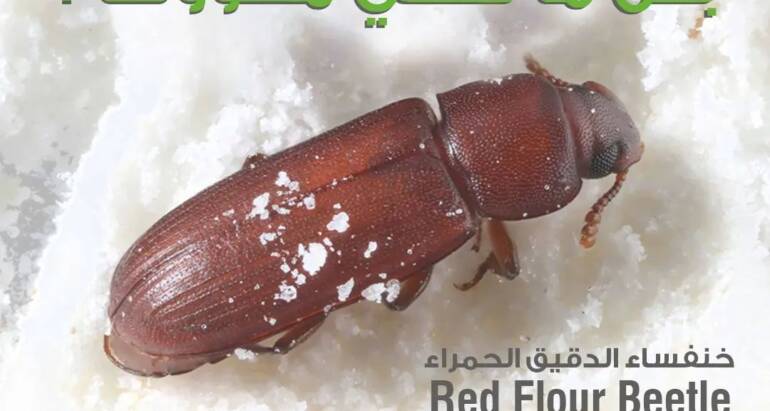 Protection against the red flour beetle