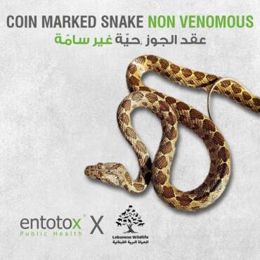 coin-marked-snake-lebanon.jpg