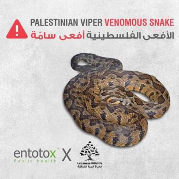 palestinian_viper_venomous_snake.jpg