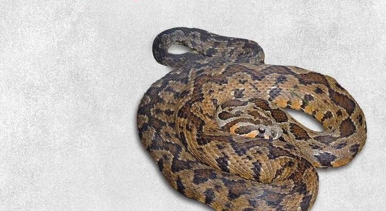 Palestinian viper venomous snake