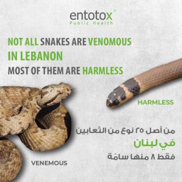 snakes-in-lebanon.jpg