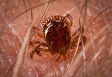 How to Get Rid of American Dog Ticks