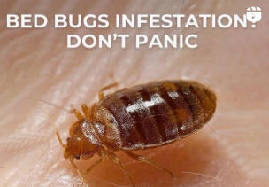 Bed bug infestation? Call the Experts