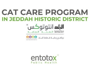 Cat Care program in Jeddah Historic District…