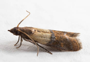 Prevention Tips against Pantry Moth