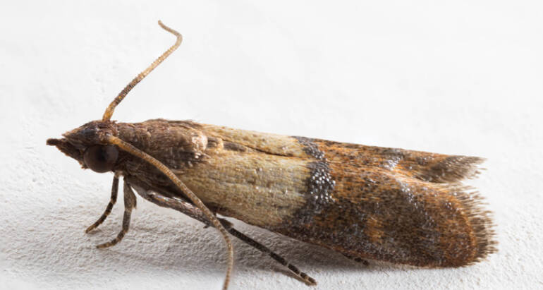 Prevention Tips against Pantry Moth