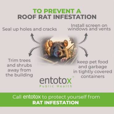 roof-rat-infestation-prevention.jpg
