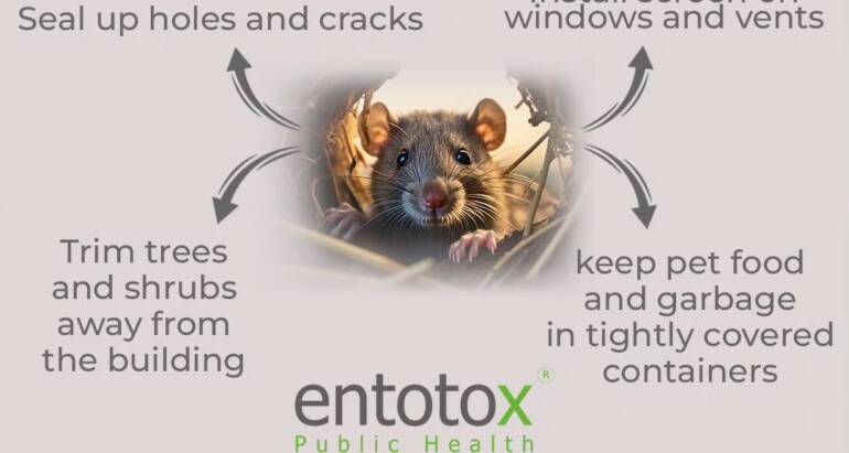 Roof rat infestation prevention