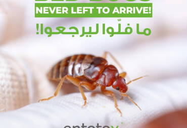 Bed bugs in Lebanon: never left to arrive!