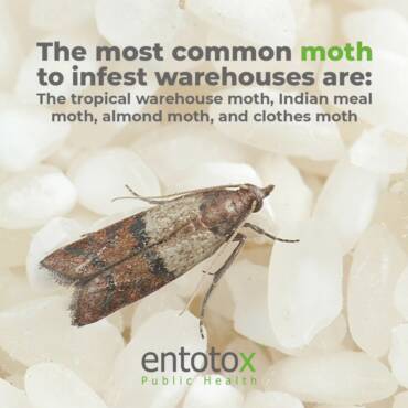 moth-infection.jpg