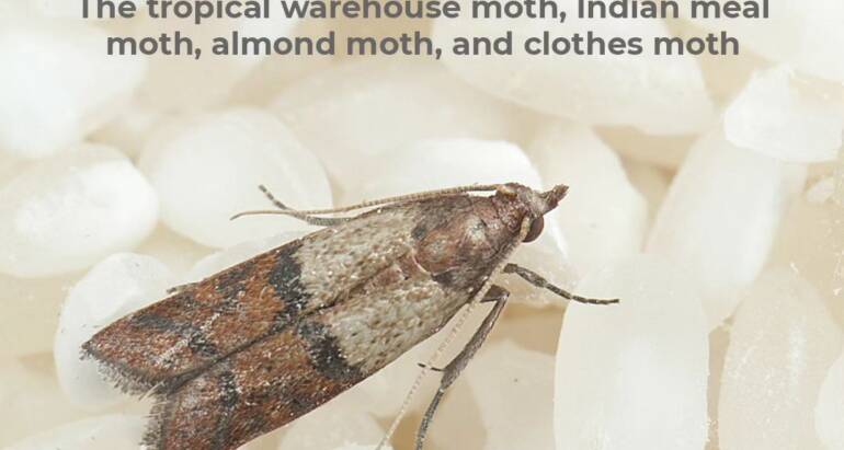 Have you ever seen a Pantry moth? Are your warehouses infested?