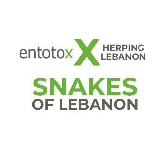 entotox-herping-lebanon-snakes.jpg