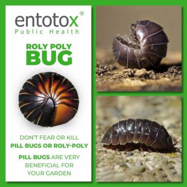 roly-poly-bug.jpg