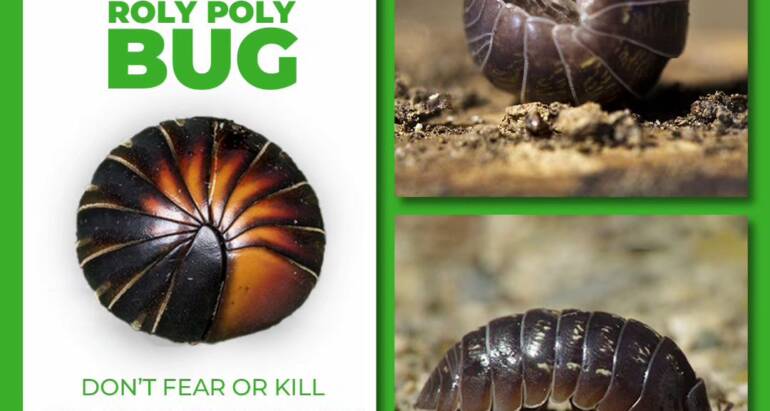 Roly Poly Bug