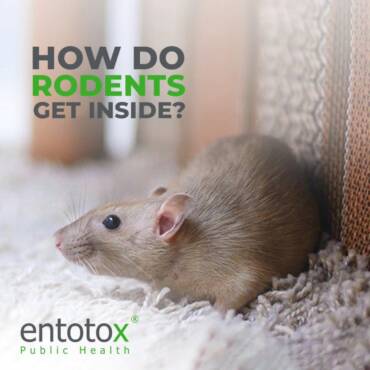 rodents-exterminator.jpg