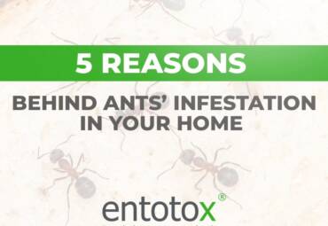 5 reasons behind ants’ infestation