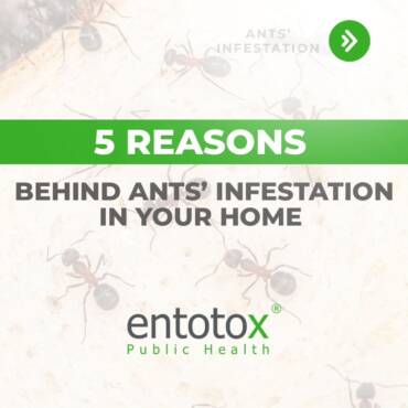 ants-infestation.jpg