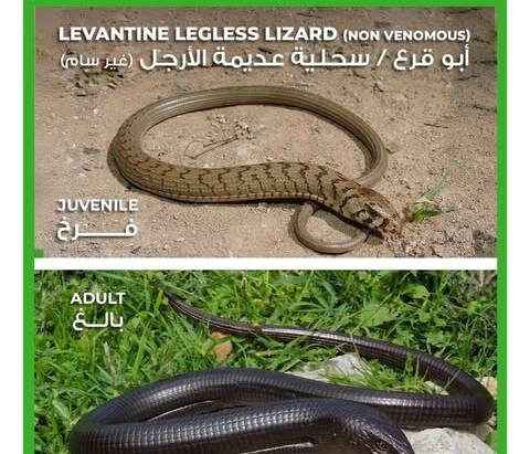 The Levantine legless lizard