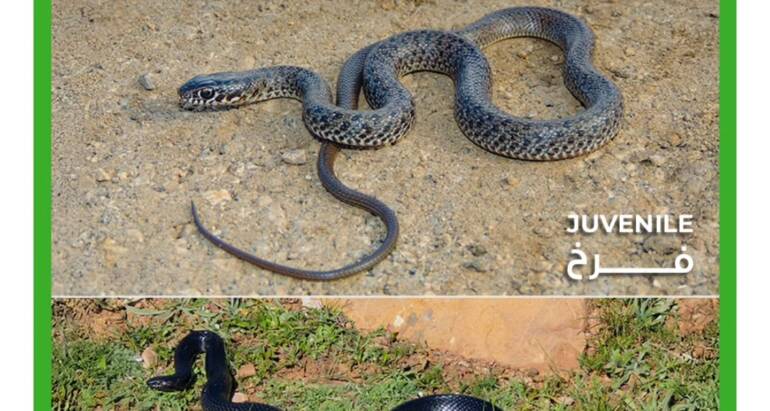 Call don’t kill Snakes!