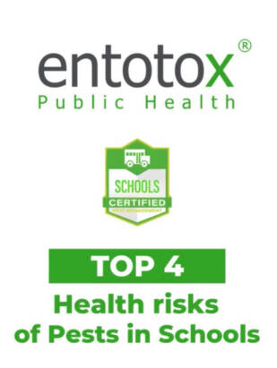 Health risks of pests in schools