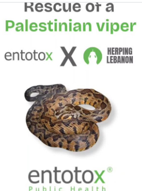 Call don’t kill snakes!