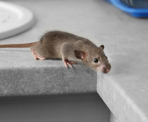 Rodents can squeeze through incredibly small gaps
