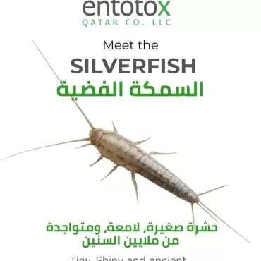 silverfish.webp