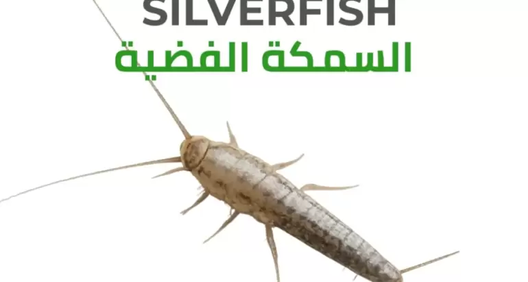 Meet the silverfish