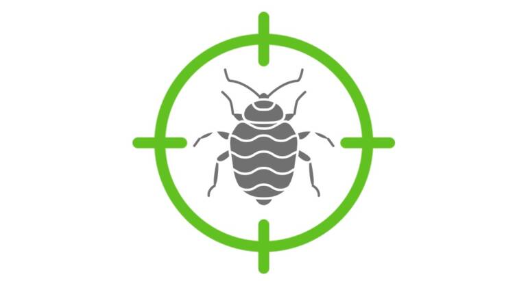 Bed bugs