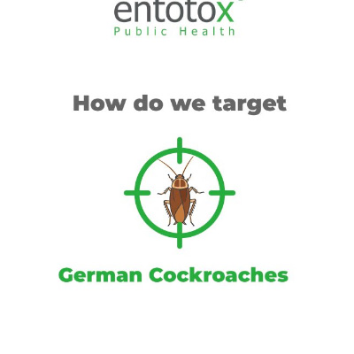 German cockroaches